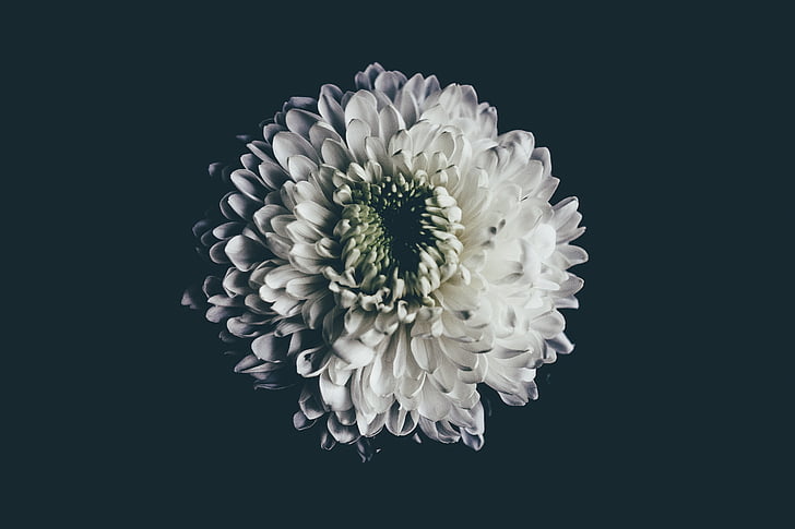 fotos, blanc, verd, flor, flor fosc, fragilitat, flor