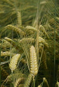 cereales, naturaleza, agricultura, cultivos en campo, grano, oído, planta