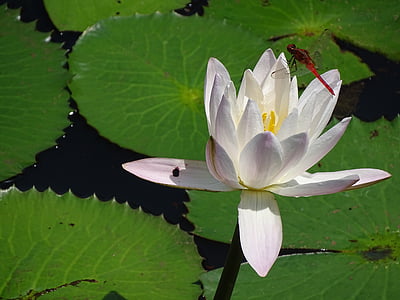 lily, fly, water lily, white, flower, nature, spring