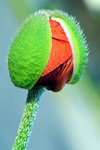 Rosella, brot de rosella, brot, tancar, mohngewaechs, verd, flor