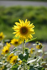 sun flower, flowers, summer, nature, flora, yellow, blossom