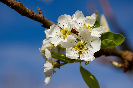 pears, blossom, bloom, pear blossom, nature, spring, inflorescence