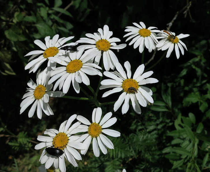 bunga, Daisy, alam, putih, bunga, Blossom, musim panas