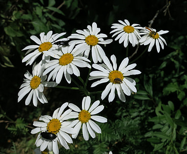flors, Margarida, natura, blanc, floral, flor, l'estiu