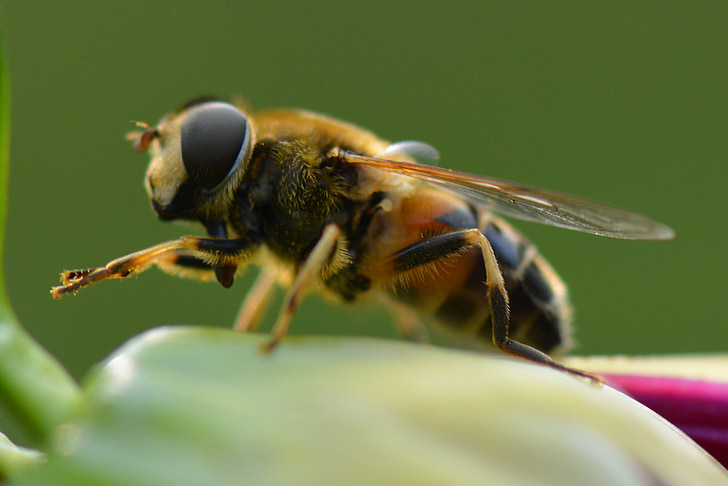 bee, animal, nature, macro, insect, close-up