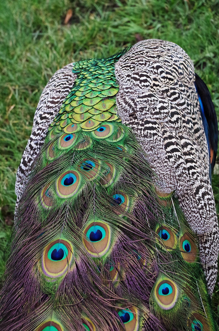 Peacock, höyhenet, lintu, väri, eläinten
