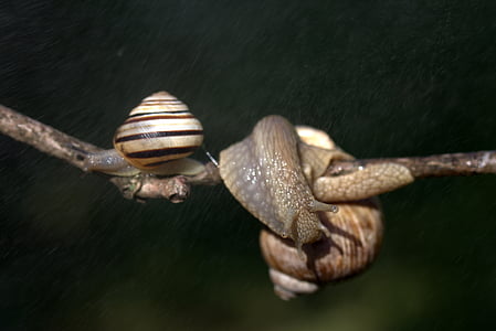 snails, casey, hooked, rain, shell, horns, nature