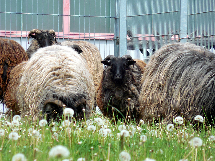 domba, wol, hewan, bulu, padang rumput, berbulu, rambut
