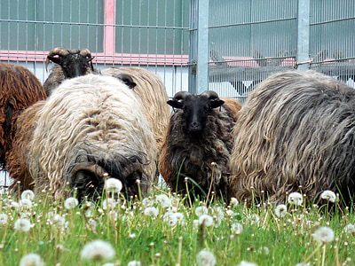 羊, ウール, 動物, 毛皮, 草原, ふわふわ, 髪
