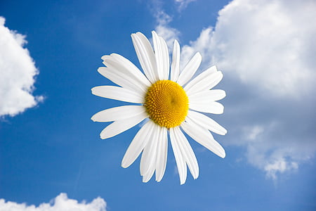 Margriet, kwiaty, kwiat, chmury, powietrza, światło, Daisy