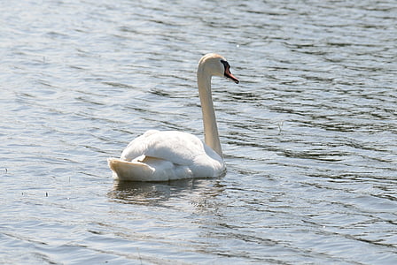 Swan, vatten, vit, sjön, vatten fågel, fjäder, fågel