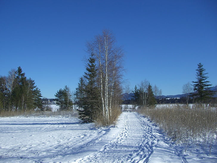 winter, snow, footprints, away, birch, firs, reed