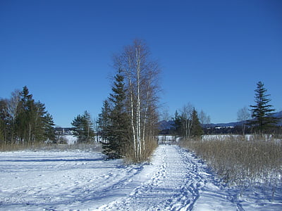 zimné, sneh, stopy, vzdialenosť, breza, jedľa, Reed