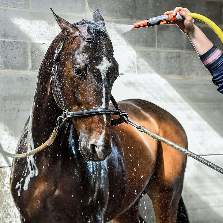 horse, wet, water, shower, wash, domestic animals, one animal