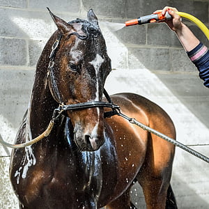 zirgs, WET, ūdens, dušas, mazgāt, mājdzīvnieku, vienam dzīvniekam