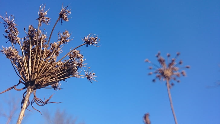 blue sky, nature, autumn, clear, space, seeds
