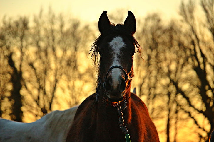 horse, evening sky, brown, thoroughbred arabian, abendstimmung, dusk, mood