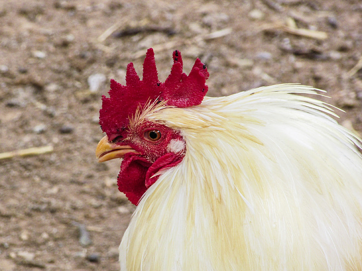 cock, hen, animal, bird, poultry, farm, domestic