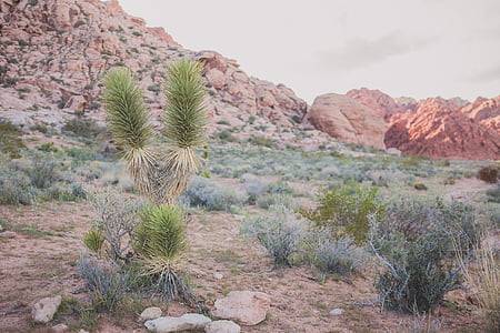 aride, stérile, Cactus, Canyon, gros plan, désert, sec