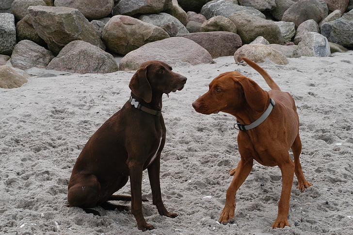 psi, pláž, domácí zvíře, písek, dovolená, Funny pes, zábava na pláži