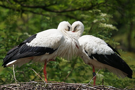 stork, white stork, rattle stork, bird, adebar, storks, storchennest