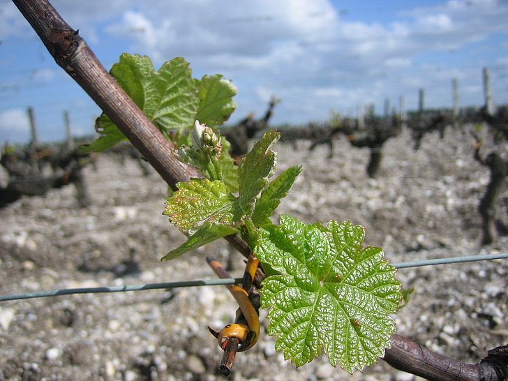 vinsko trto, foliation, Bordeaux, listi