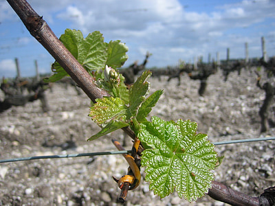 tanaman merambat, pencemaran, Bordeaux, daun
