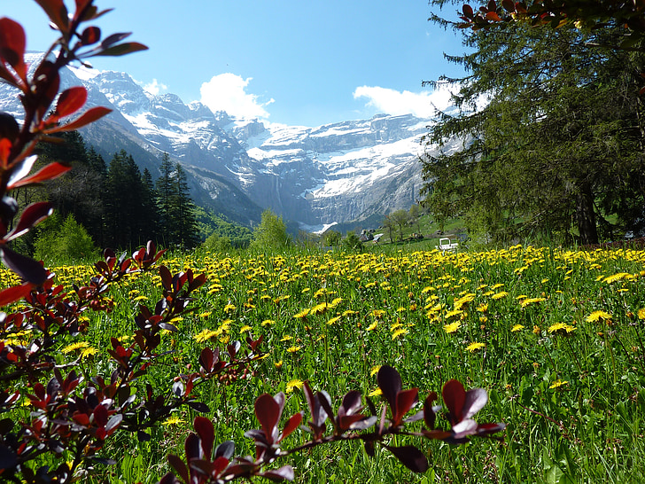 flower meadow, Mælkebøtte, Mountain meadow, bjerge, Pyrénées, Gavarnie, sommer
