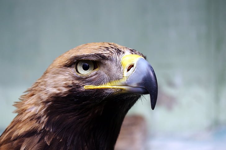 pruun, Ameerika, Eagle, lind, silma, nokk, üks loom