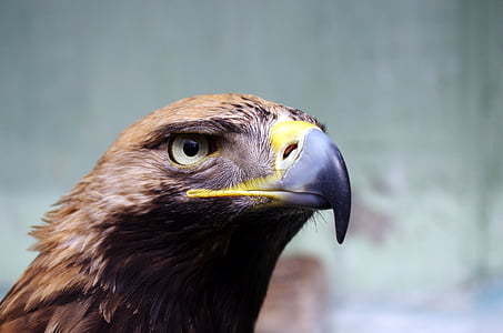 brown, american, eagle, bird, eye, beak, one animal