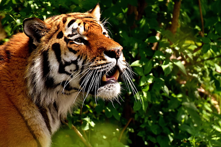 tigras, plėšrūnas, Kailiniai, gražu, gražus, pavojingas, katė, laukinės gamtos fotografijos