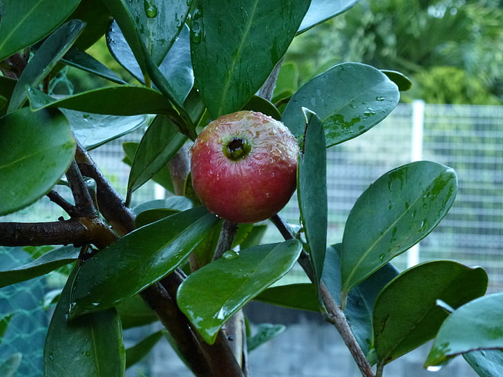 guava, red fruit, tropical fruit