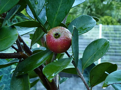 guava, red fruit, tropical fruit