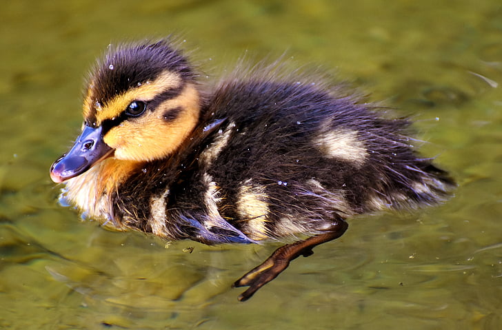 mallard, chicks, baby, swim, small, cute, sweet
