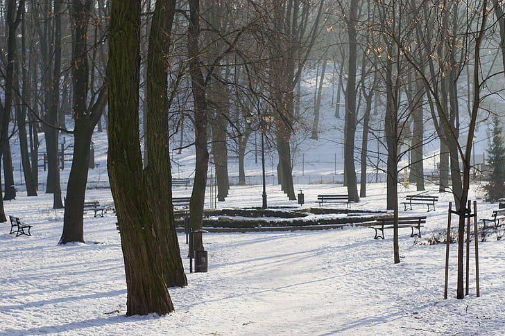 Parc, arbre, carreró, l'hivern, neu, bancs, llanterna
