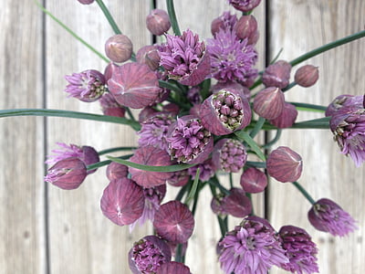 chives, flowers, nature, herb, plant, garden, blossoms