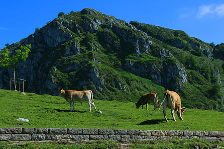 krave, živine, polje, Mount, Asturija, Picos de europa