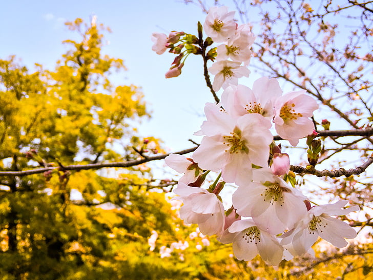Sakura, forår, Blossom, japansk, kirsebær, blomst, Springtime