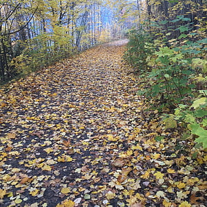 kritums, atstāj, ceļš, koki, rudens, rudens lapas, sezonas