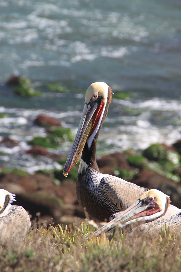 Pelican, San diego, Kalifornien, Diego, San, fågel, Ocean