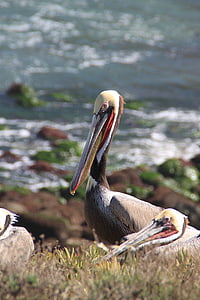 Pelican, San diego, California, Diego, San, lind, Ocean