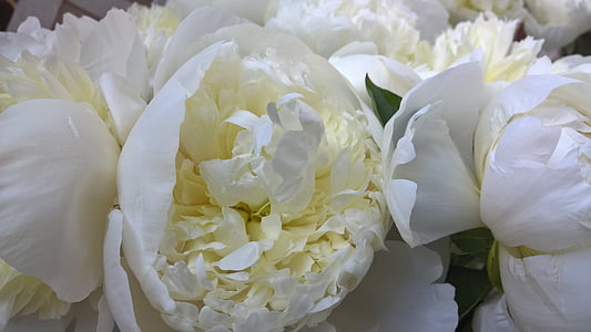 flower, nature, summer, white color, no people, full frame, food