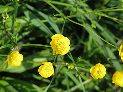 botón de oro, amarillo, Prado, verano, flor, floración, naturaleza