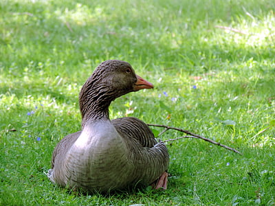 greylag goose, lying, meadow, duck bird, nature, animal, water bird