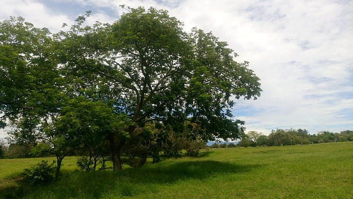 field, tree, environment