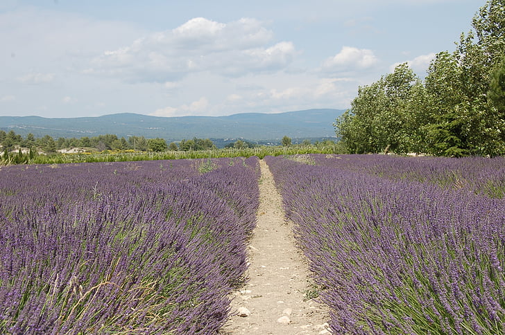 levandule, Francie, Středomořská, Provence