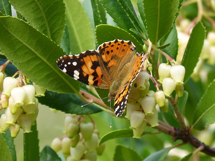 motýl, LIBAR, Planika květ, Jahodový strom, Vanessa cardui, Vanesa, přenášení dels karty