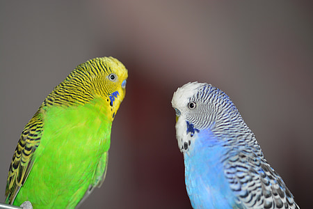 budgerigars, สีฟ้า, นก, หนูเผือก, สัตว์เลี้ยง, โลกของสัตว์, นก