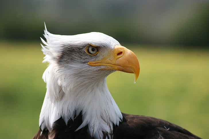 Eagle, närbild, Sanctuary, fågel, ett djur, näbb, Bald eagle