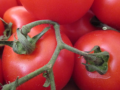 tomater, grönsaker, Solanacea, ekologisk